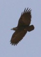 /album/some-overseas-trips/fan-tailed-raven-in-flight-jpg/